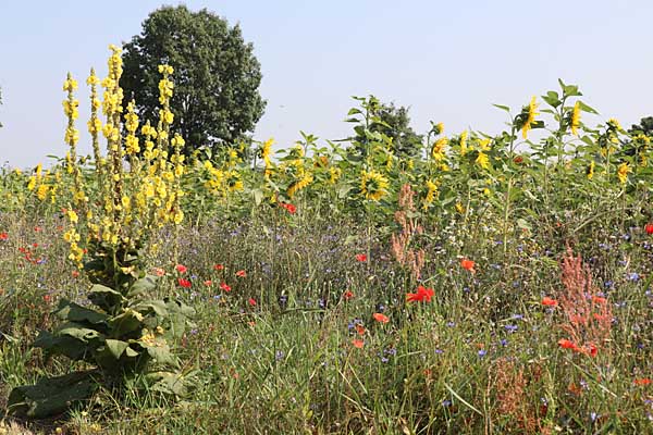 Blütenpracht am Radweg bei Canitz