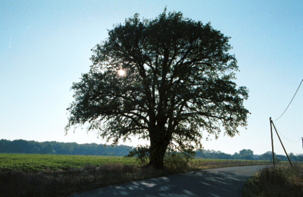 Die Grenzeiche