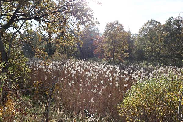 Am 'Stillen Wasser' bei Kollau
