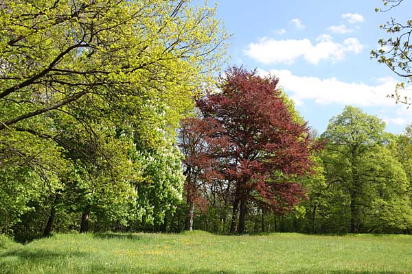 Park in Lossa