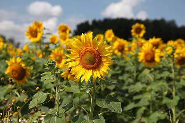 Sonnenblumenfeld zwischen Kollau und Eilenburg