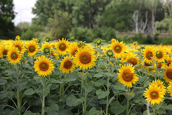 Sonnenblumenfeld zwischen Kollau und Eilenburg