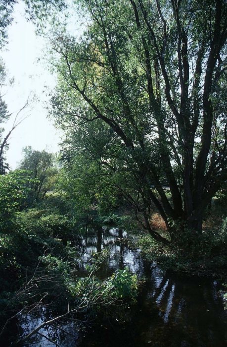 Am Mühlgraben bei Nischwitz