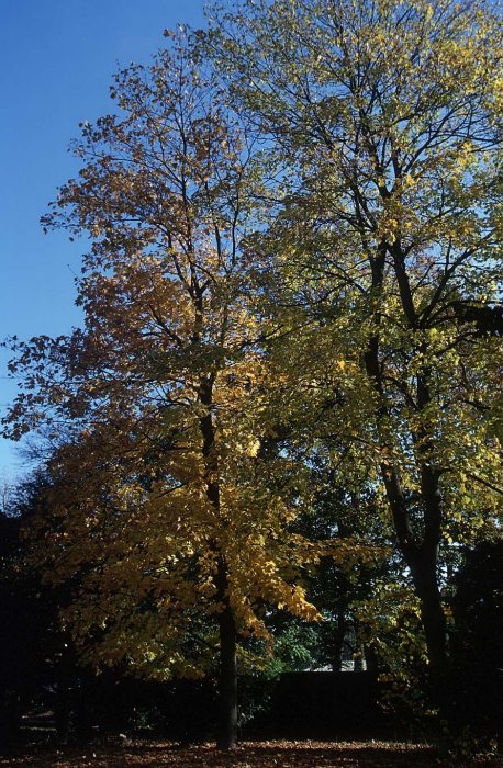 Schlosspark Nischwitz