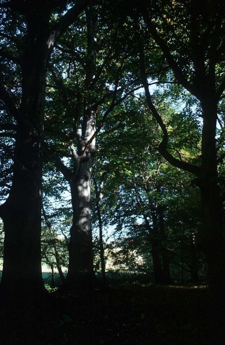 Schlosspark Nischwitz
