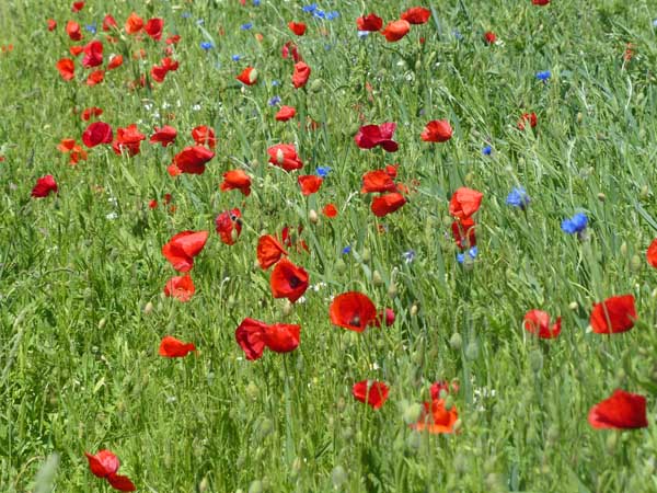 Blühender Mohn in der Muldenaue bei Wasewitz
