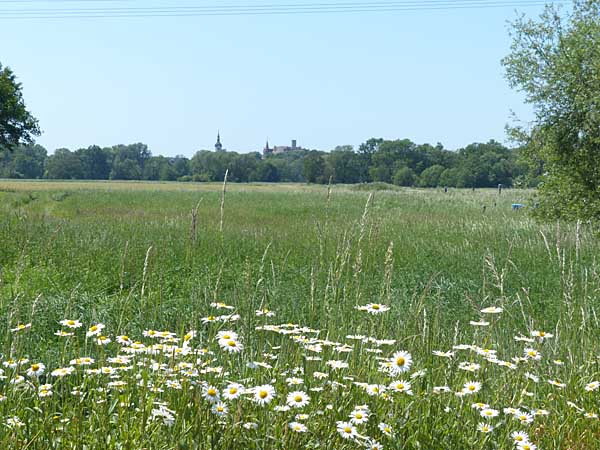 Blick über die Aue nach Püchau