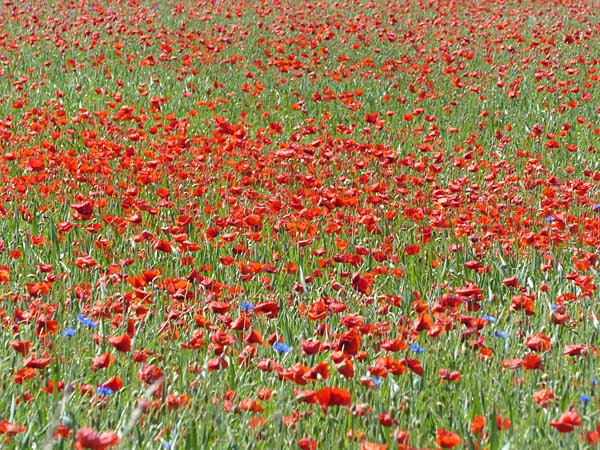 Mohn