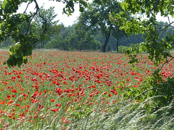 Mohn