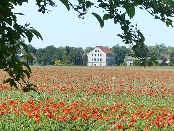 Mohn