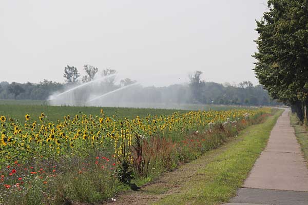 Blütenpracht am Radweg bei Canitz