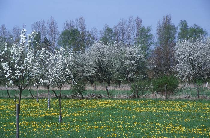 Blühende Obstbäume in der Aue bei Canitz