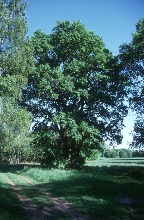 In der Aue zwischen Thallwitz und Eilenburg