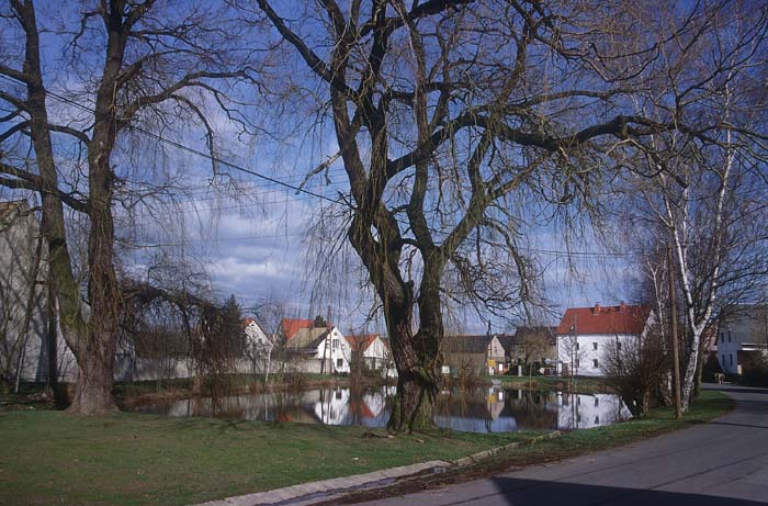 Idylle am Kollauer Dorfteich