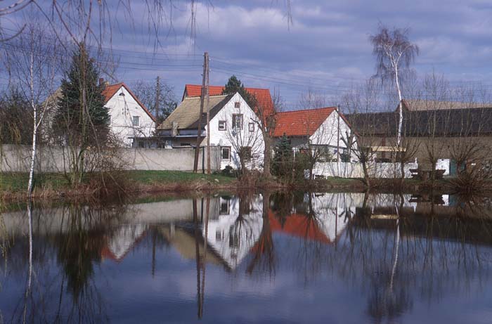 Idylle am Kollauer Dorfteich