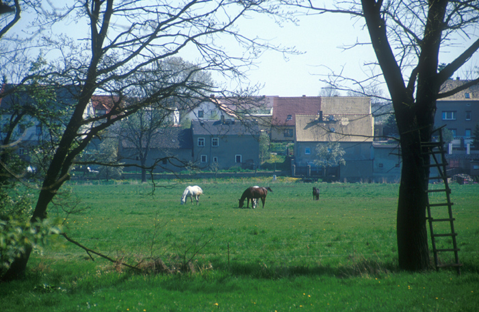 Pferdekoppel am Oberlauch
