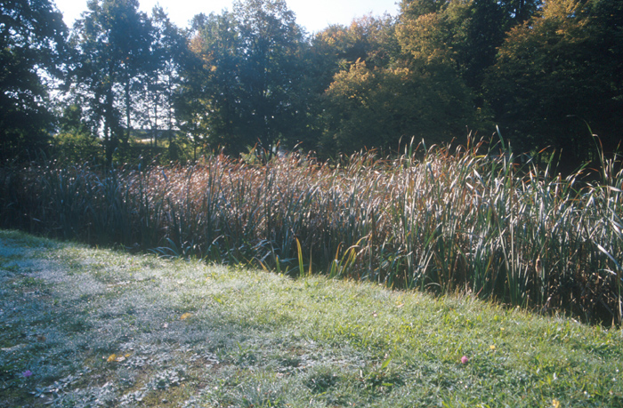 Park Thallwitz