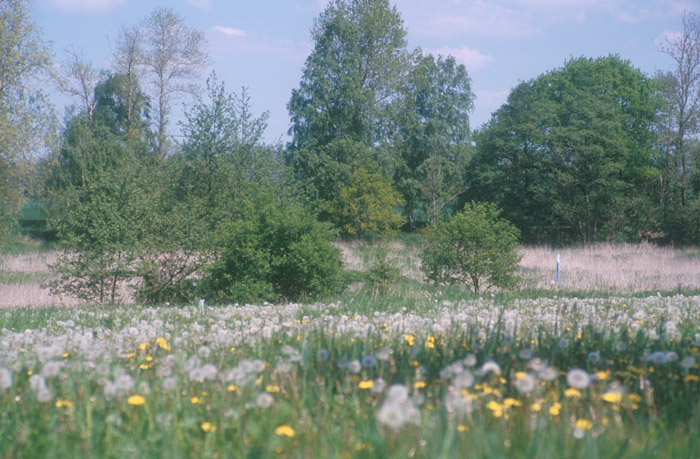 An der Lossa zwischen Thallwitz und Lossa