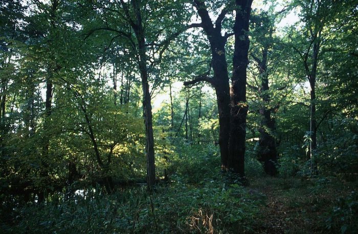 Lossa unweit der Siedewitzmühle