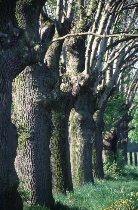 Weiden an der Kollauer Strasse