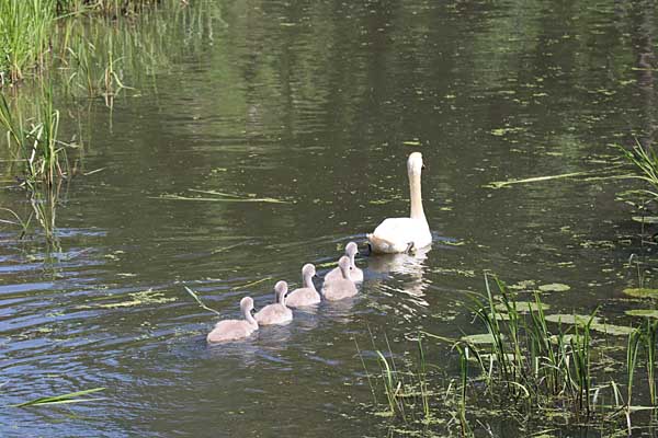 Familie Schwan im Thallwitzer Dorfteich