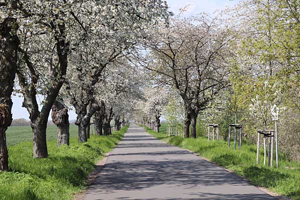 Thallwitz Kirschallee