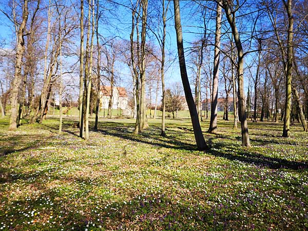 Frühling im Thallwitzer Park