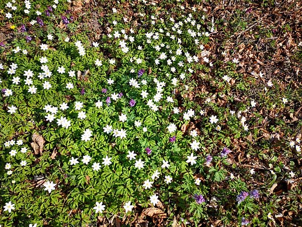 Frühling im Thallwitzer Park