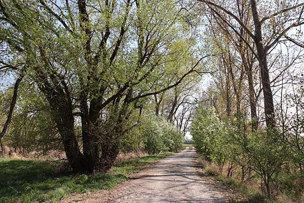 Radweg durch den Thallwitzer Oberlauch