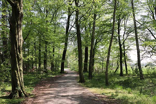 Radweg durch den Thallwitzer Oberlauch
