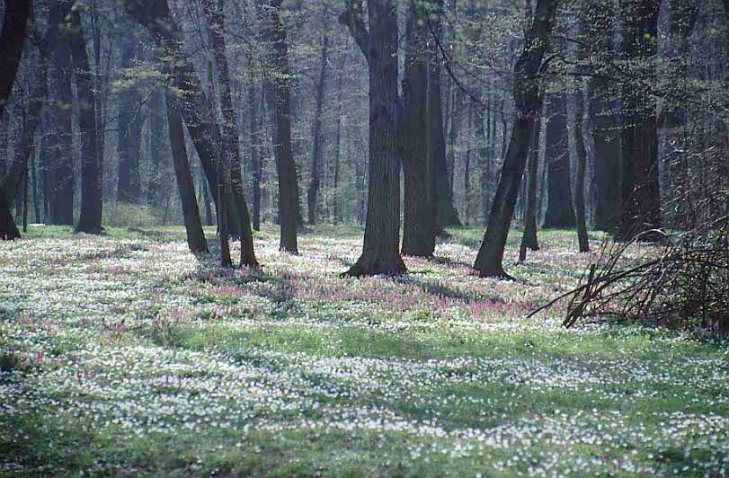 Thallwitz - Park