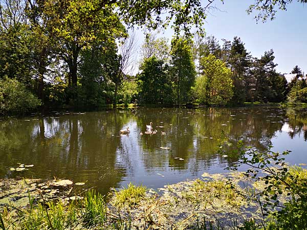 Familie Schwan - Jahrgang 2022, Eltern und 8 junge Schwäne