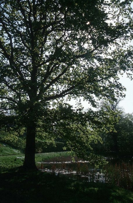 Park Thallwitz